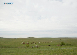 На нападения шакалов пожаловались жители Ставропольского края 