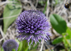 Исчезает из-за сельского хозяйства: редкий цветок шаровница точечная может пропасть со Ставрополья