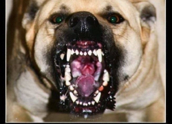 На Ставрополье двое детей стали жертвами злостных и неуправляемых собак