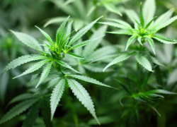 В Предгорном районе полицейские обнаружили более пятисот кустов конопли