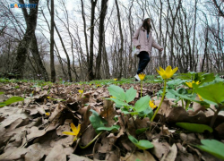 До конца лета ставропольцам ограничили пребывание в лесах