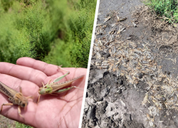 Нашествие азиатской саранчи зафиксировали на Ставрополье