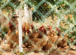 За невывоз отходов и нерабочую печь «Ставропольский бройлер» получил штраф и административный протокол 