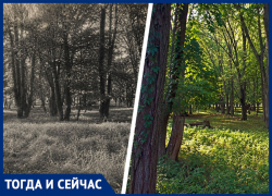 Почему в Ставрополе не появилась туберкулезная больница на месте Бибердовой дачи