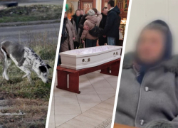 Какие выводы сделал Ставрополь после того, как на Чапаевке собаки насмерть загрызли девочку 