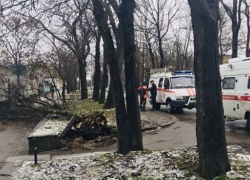Женщина пострадала в результате падения дерева в Ставрополе