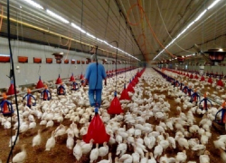 Пять мощных сельхоззаводов к началу 2019 года появятся на Ставрополье