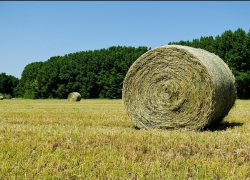 В крае сено три раза горело без видимых причин