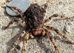 Жуткий тарантул огромных размеров напугал жителей Ставрополя