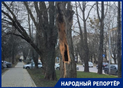 Вот-вот рухнет на головы? Сухое дерево в центре Ставрополя беспокоит горожан 