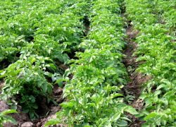 На Ставрополье увеличили производство картофеля