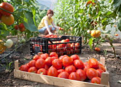 До миллиарда долларов хотят нарастить экспорт продуктов АПК на Ставрополье 