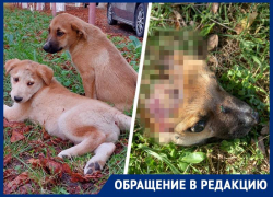 Сняли скальп и лишили глаз: расчлененные трупы щенков в Пятигорске возмутили зоозащитников 