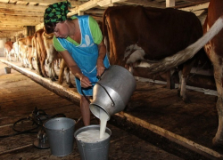 Поголовье скота и птицы упало в Ставропольском крае 