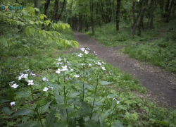 Клещевой боррелиоз на Ставрополье чаще всего ловят в краевой столице