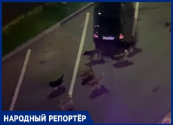 «Только несчастный случай что-то изменит»: стаи собак в центре Ставрополя пугают людей 