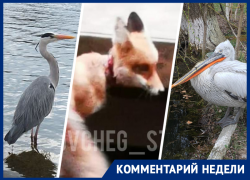 «Дикие животные погибают на Ставрополье»: почему им не помогают рассказала зоозащитник Ирина Газарян