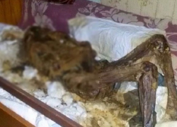 На Ставрополье мужчина хранил труп матери у себя дома