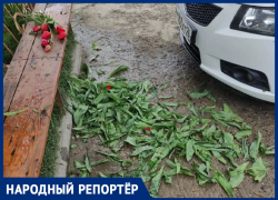 Цветочные варвары возмутили жителей Ставрополя