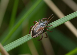 До 12 человек увеличилось количество заболевших КГЛ на Ставрополье