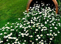 Стало известно, как правильно проводить подзимние посевы дачникам Ставрополья