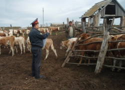 На Ставрополье задержали скотокрадов