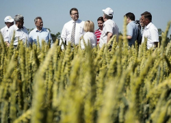 Урожай зерна на Ставрополье в этом году окажется ниже, чем в прошлом