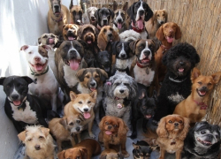 Женщина держала более полусотни собак в собственной квартире в Кисловодске