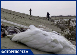 Сотни трупов диких птиц убрали охотники с берега реки Айгурки на Ставрополье