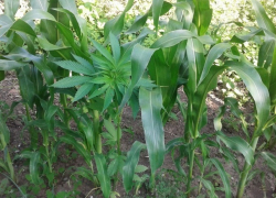 Сторож прямо на рабочем месте выращивал коноплю на Ставрополье