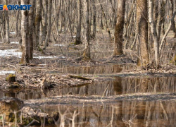 Небольшое потепление до +5 градусов вернется на Ставрополье 28 января