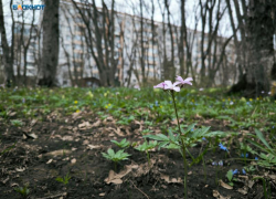 До +12 градусов и без дождей: чем погода порадует жителей Ставрополя 15 апреля