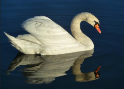 Потерявшегося лебедя отправили в контактный зоопарк Ставрополя