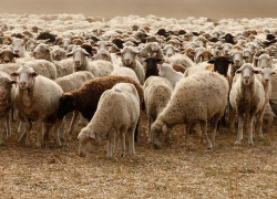 Ставропольский край занял высокие позиции в экспорте сельхозпродукции 