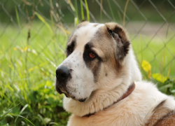 Мужчину, натравившего овчарку на участкового, будут судить на Ставрополье