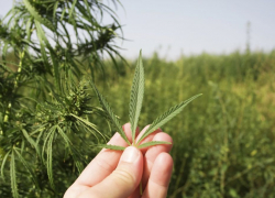 В Кировском районе у местного жителя изъяли марихуану