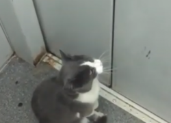 Умный кот из Пятигорска сам катается в лифте