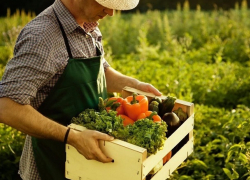 На 5% больше овощей в 2018 году собрали на Ставрополье