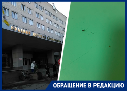 Фото тараканника в онкологии при детской больнице Ставрополя прислали в «Блокнот»