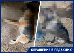 «Я и вас, и ваших собак перестреляю»: ставрополец убил соседских собак