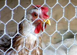 Белоруссия запретила ввозить Ставропольскую куриную продукцию