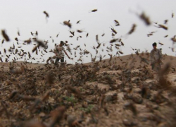 Стаи саранчи выгоняют со Ставрополья наземной и воздушной техникой