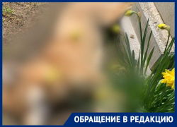 Труп отравленной собаки нашли волонтеры на кладбище в Ставропольском крае