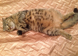 В Михайловске на глазах беременной хозяйки убили ее кошку, которая должна была скоро окотиться