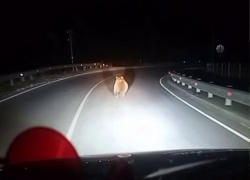 «Теперь вот медведи тренируются»: необычный косолапый гость замечен в Кисловодске