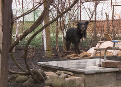 Осуждён живодёр, искалечивший бродячую собаку в посёлке Каскадном