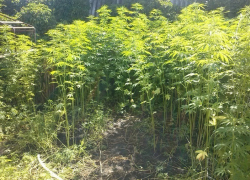 На Ставрополье полицейские обнаружили плантацию конопли