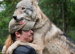 К научному изучению волков привлекли охотников Ставрополья