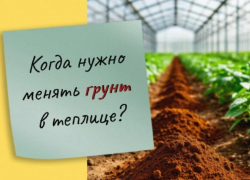 Когда требуется замена грунта в теплице, рассказали в ставропольском Россельхозцентре