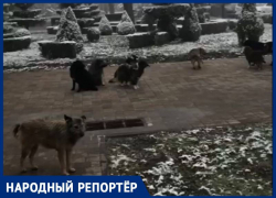 Стая бездомных собак возле Дворца детского творчества в Ставрополе удивила местных жителей